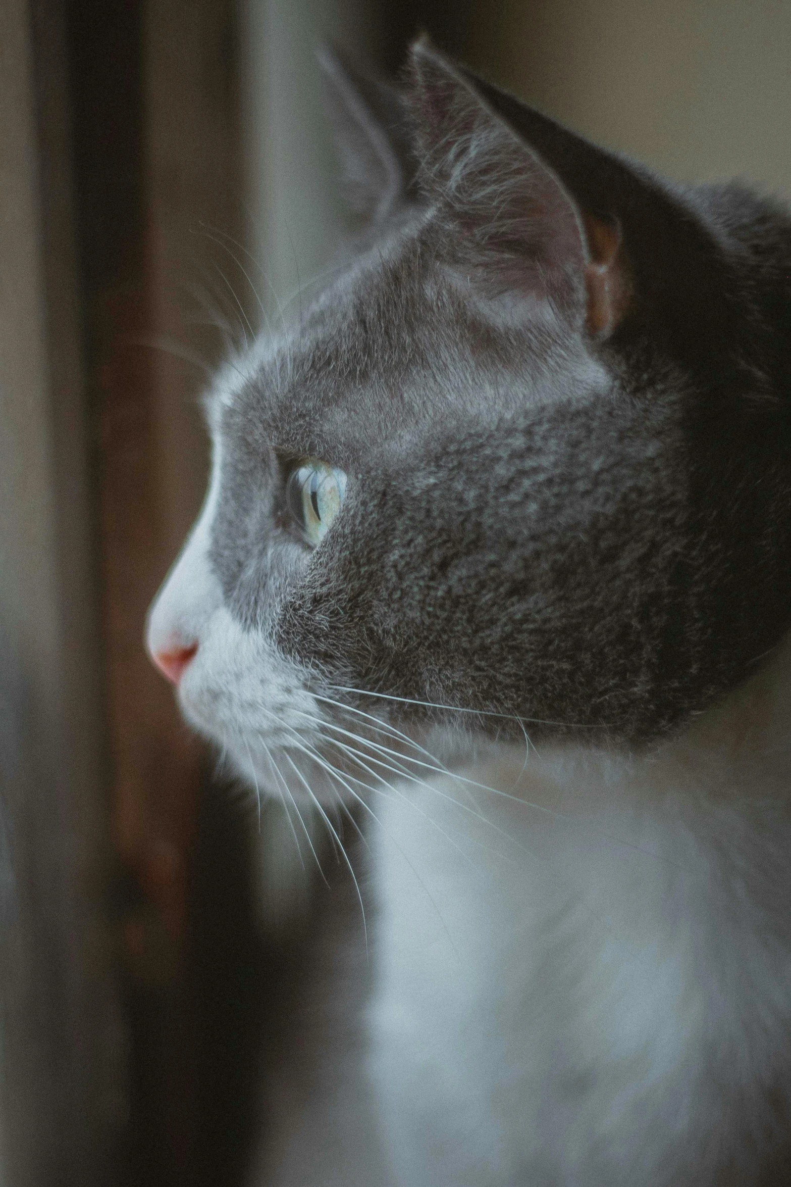 a gray and white cat looking out a window, by Adam Rex, unsplash, photorealism, paul barson, thick jawline, taken in the late 2000s, side view close up of a gaunt