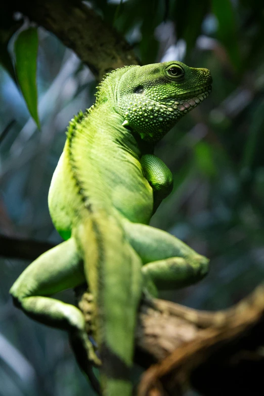 a green lizard sitting on top of a tree branch, a photo, trending on pexels, renaissance, australian, hot reptile humanoid woman, slightly muscular, doing a majestic pose