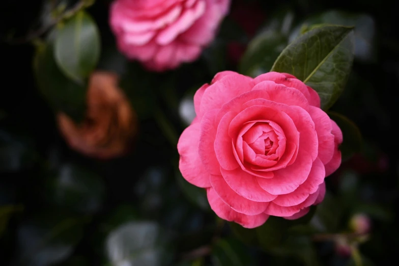 a single pink flower is in bloom