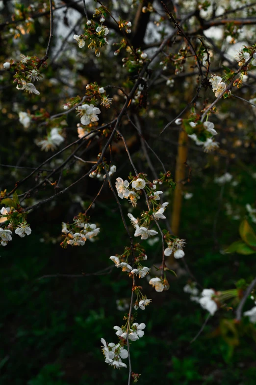 a bunch of white flowers on a tree, an album cover, early evening, background image, cherries, taken with sony alpha 9