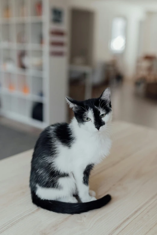 a black and white cat sitting on top of a wooden table, on a white table