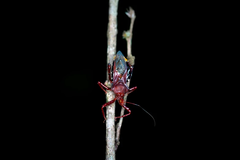 two bugs sitting on a twig in the dark