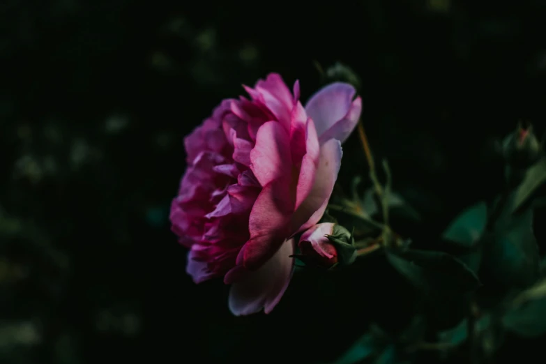 a close up image of a pink peony