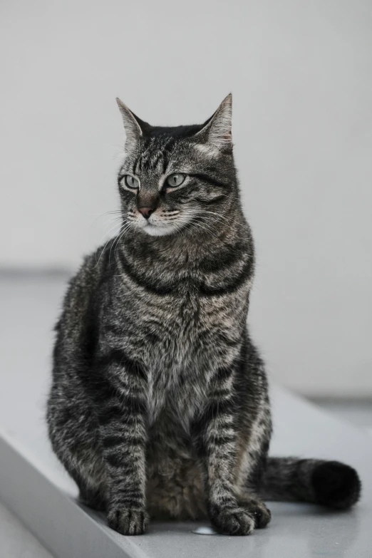 a cat sitting on top of a white counter, by Carlo Martini, pexels contest winner, on a gray background, dynamic closeup, sittin, dressed in a gray