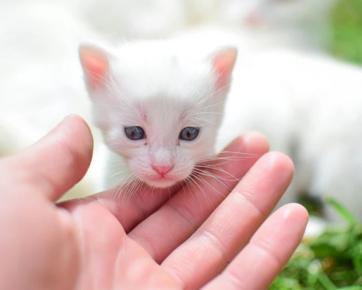 a small white kitten sitting on top of a person's hand, pexels contest winner, with a white muzzle, young male, 2070, ultra precise