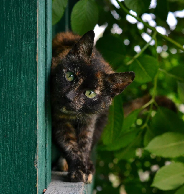 a cat that is sitting on a ledge, by Emma Andijewska, hiding, green and black colors, cattie - brie of mithril hall, taken on a nikon