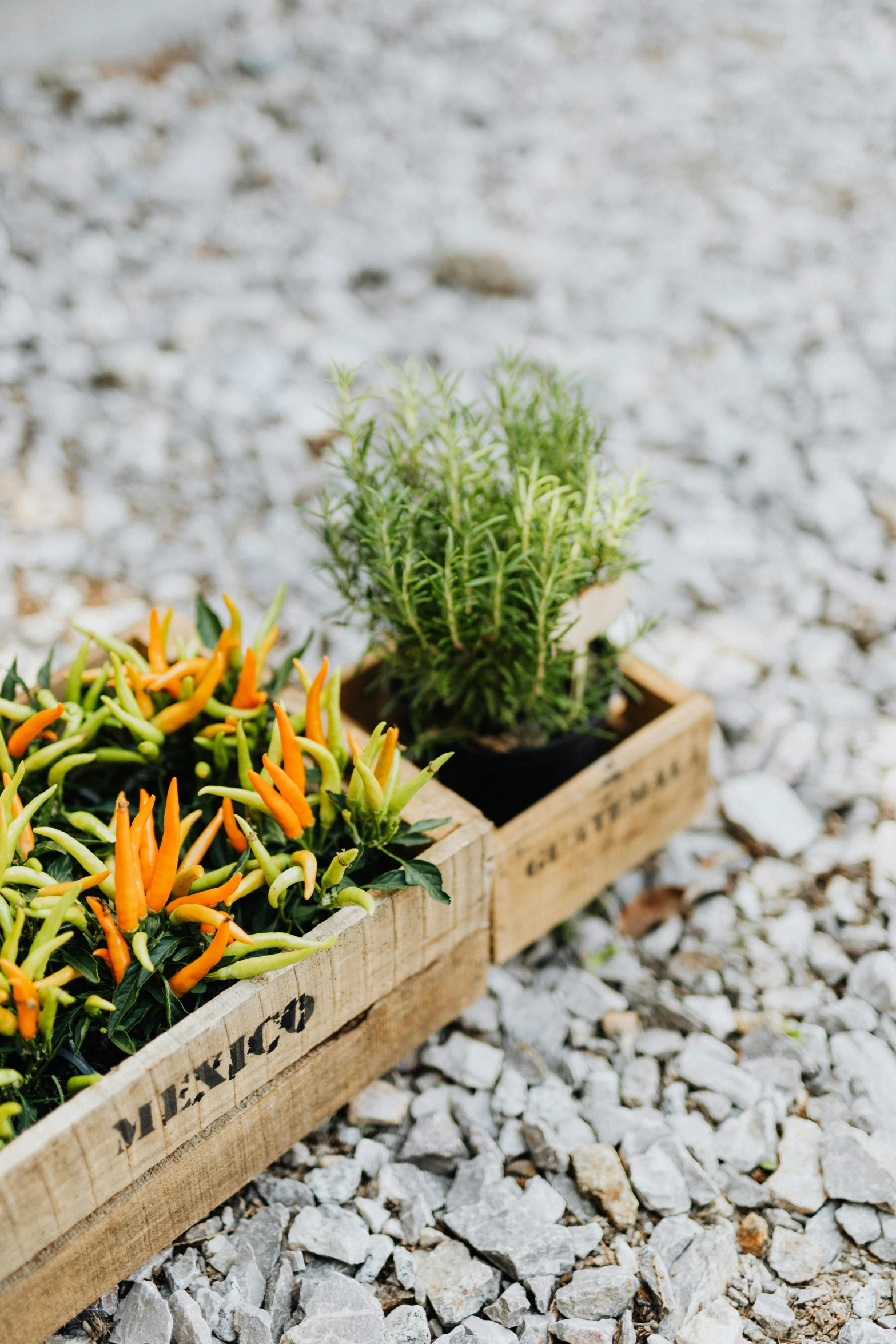 a couple of wooden boxes filled with plants, trending on unsplash, orange flowers, premium quality, savory, mango