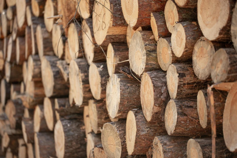 a bunch of logs stacked on top of each other, by Matthias Stom, unsplash, renaissance, profile image, fan favorite, bottom body close up, thumbnail