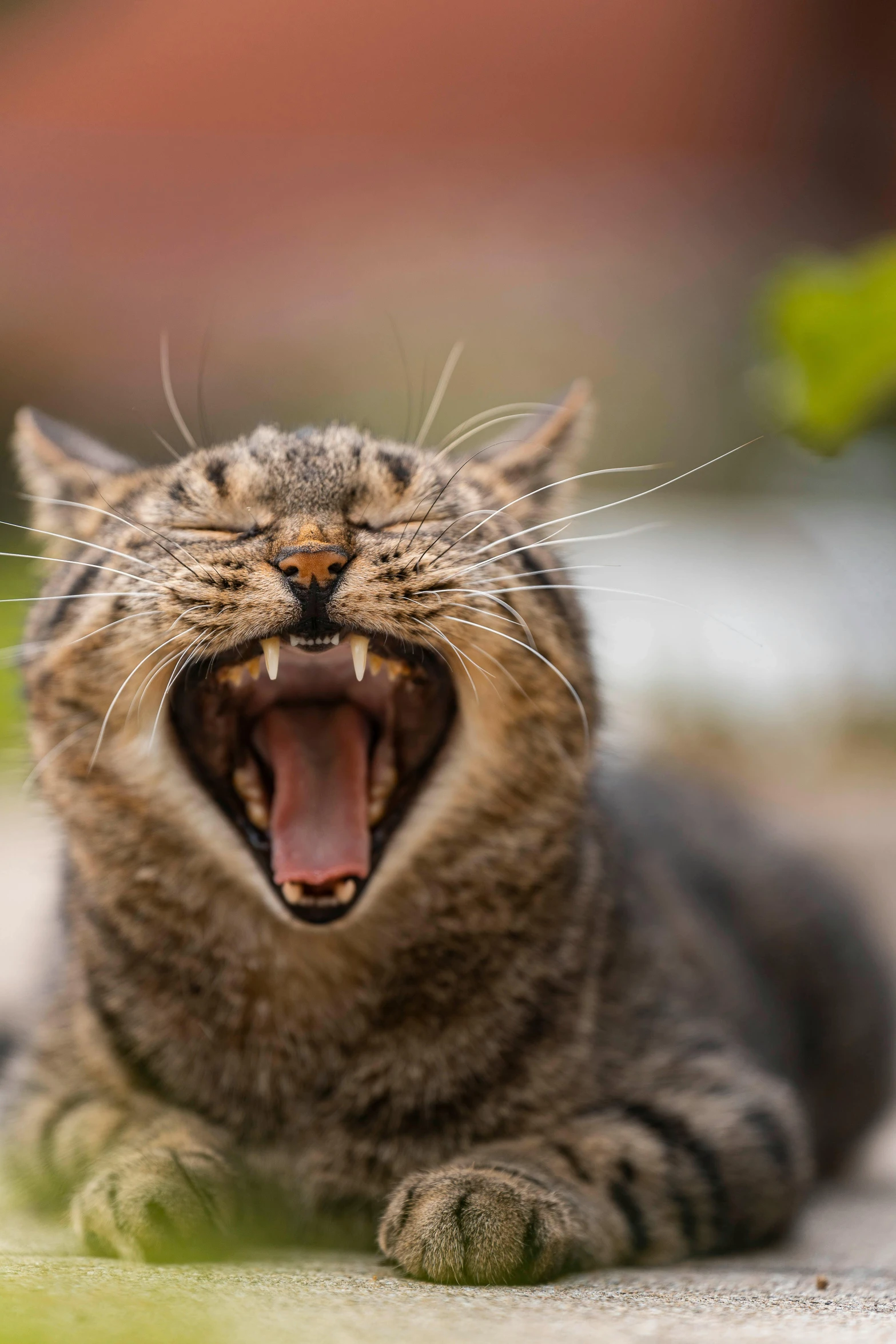 a close up of a cat with its mouth open, by Niko Henrichon, pexels contest winner, yelling, squinting at high noon, scientific photo, mint