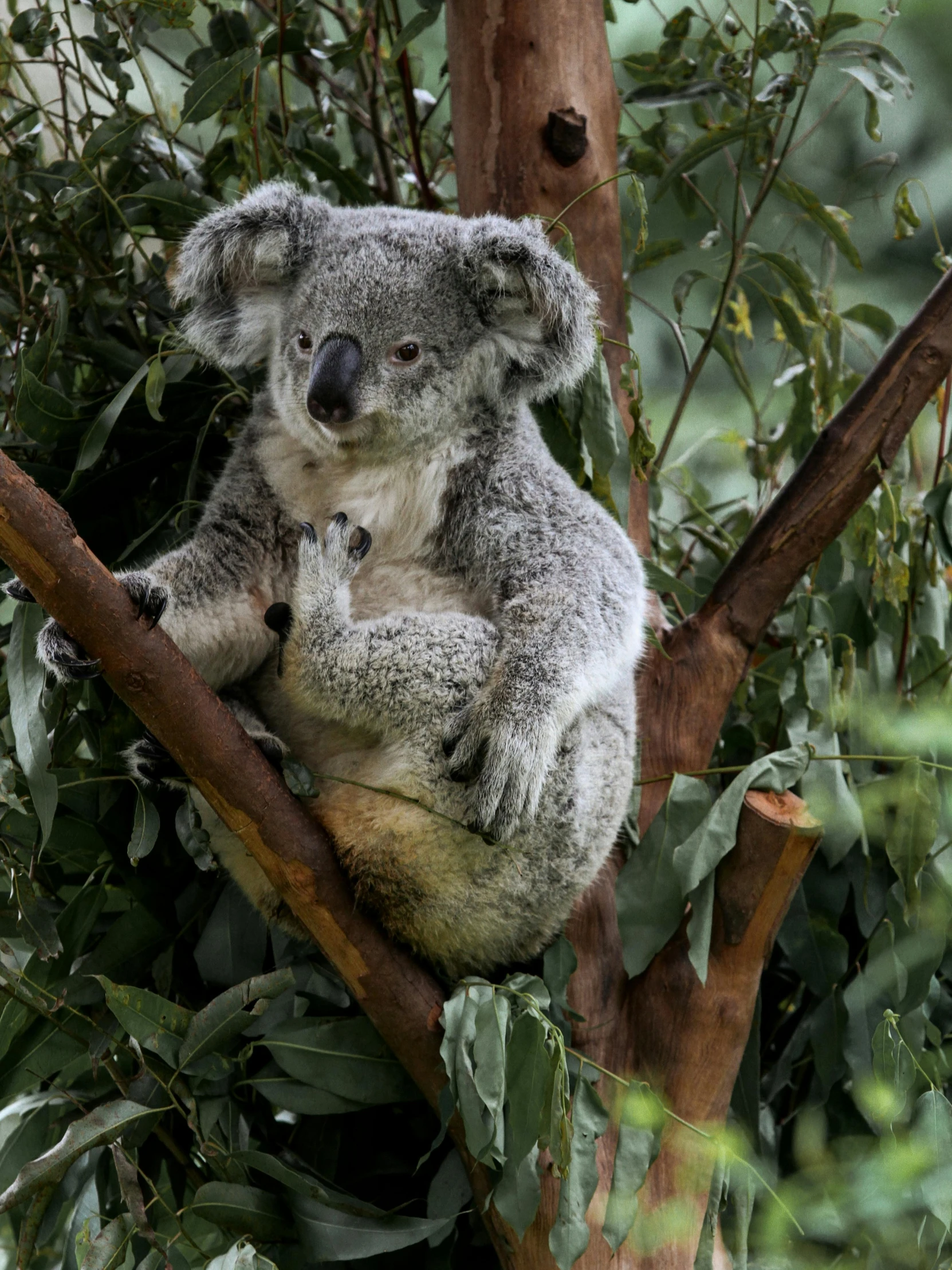 the koala bear is in a tree, resting on a nch