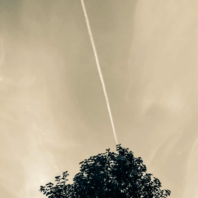 a black and white photo of a plane in the sky, a picture, by Jan Rustem, postminimalism, tree and plants, sepia, shooting star, afternoon