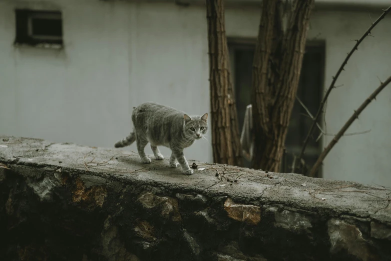 a cat standing on top of a stone wall, walking towards the camera, gray concrete, shot with sony alpha, grey