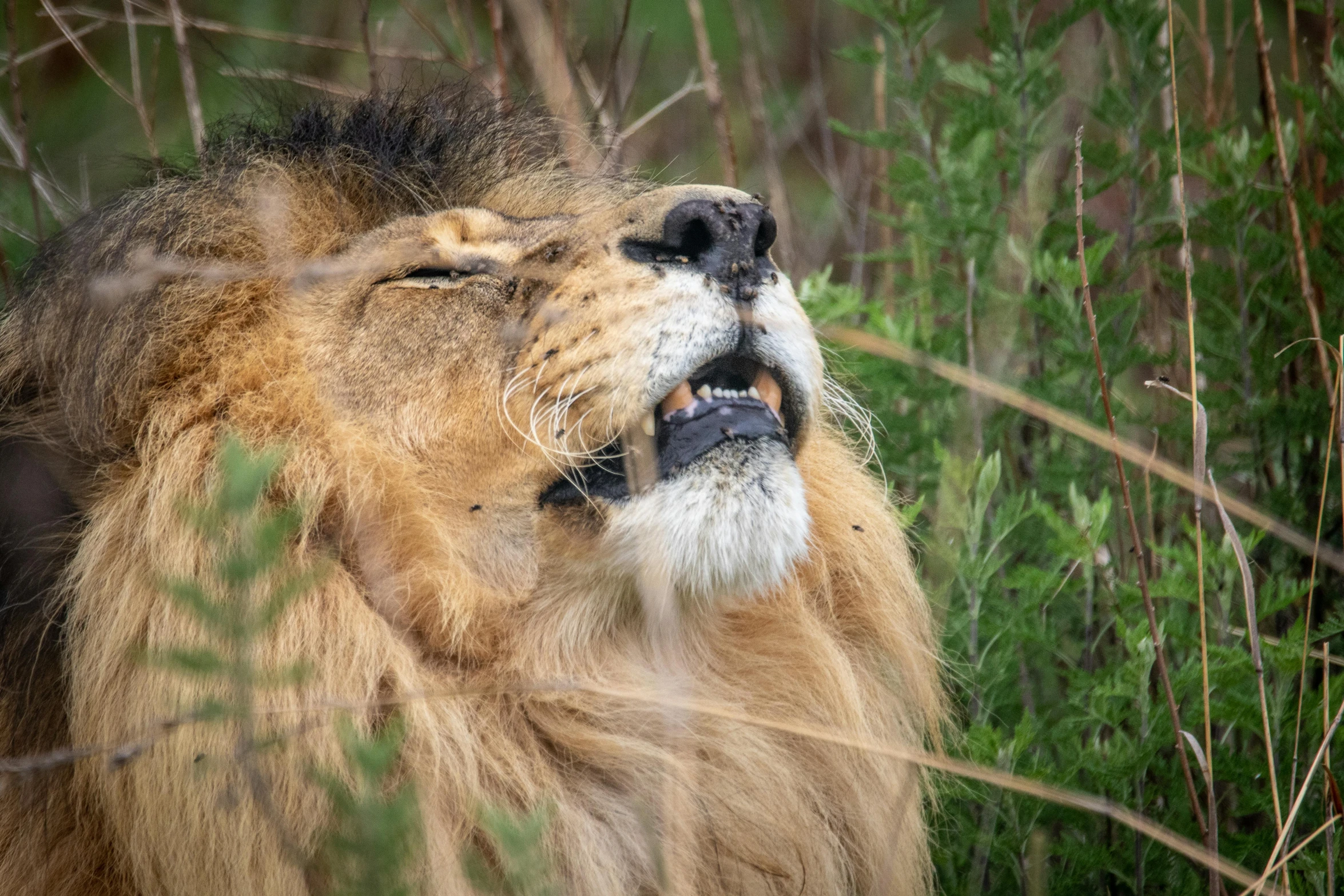 a close up of a lion with its mouth open, by Daniel Lieske, pexels contest winner, scratching head, hiding in grass, side view close up of a gaunt, bushy moustache