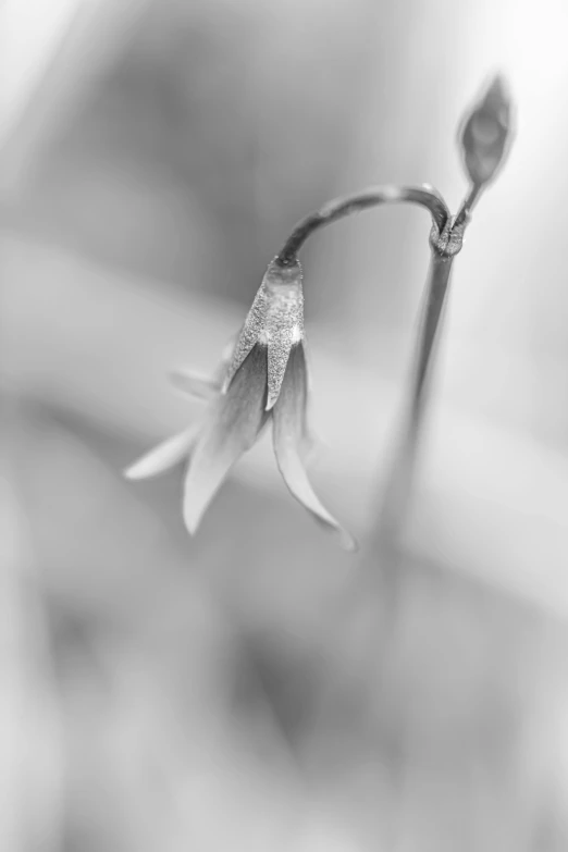 a black and white photo of a flower, by Ai-Mitsu, lobelia, ethereal white dripping tar, early spring, soft colors mono chromatic