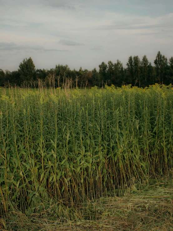 a field of tall grass with trees in the background, an album cover, by Attila Meszlenyi, unsplash, renaissance, hemp, corn, bamboo, low quality photo