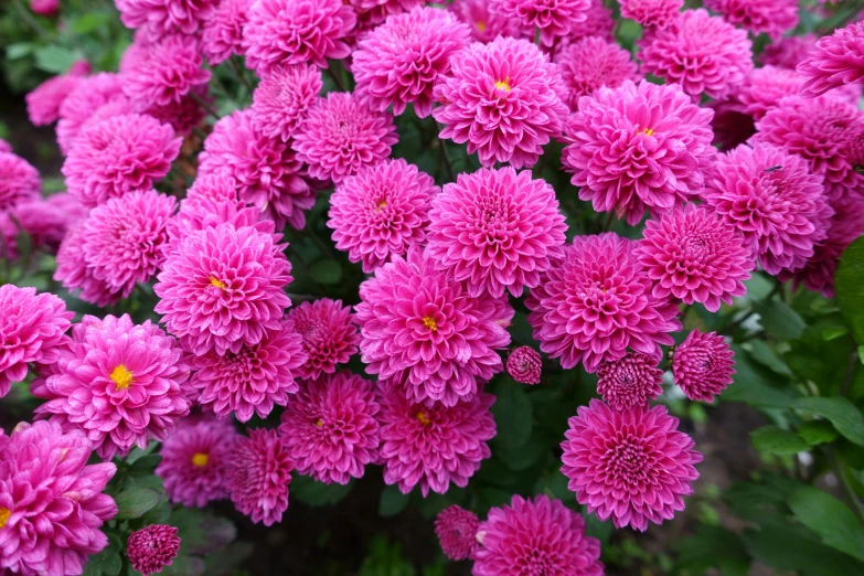 a close up of a bunch of pink flowers, chrysanthemums, vibrant foliage, intricately defined, rich deep pink