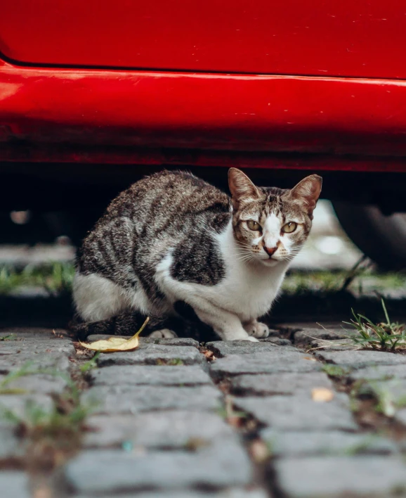 a cat standing in front of a red car, crawling towards the camera, jen atkin, high-quality photo, slightly pixelated