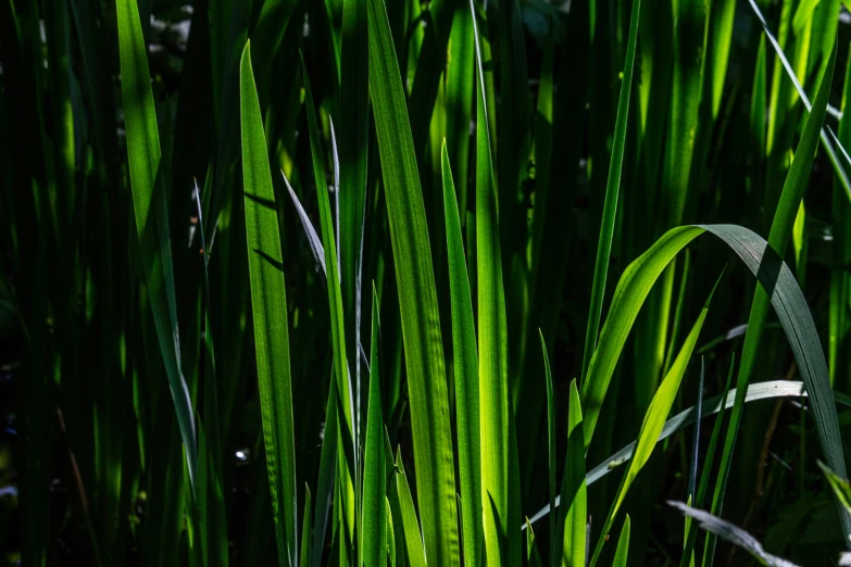 a red fire hydrant sitting on top of a lush green field, a picture, by David Simpson, unsplash, hurufiyya, cube shaped irises, green backlight leaves, texture detail, reeds