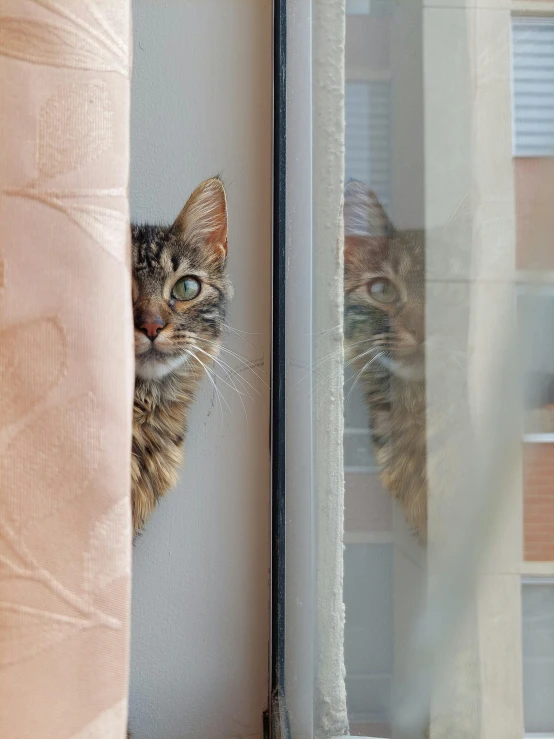 a cat that is looking out of a window, unsplash, hyperrealism, mirrored, demur, high-quality photo, opening door
