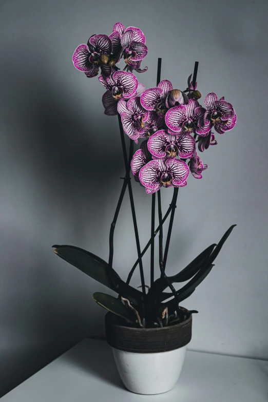 a close up of a potted plant on a table, inspired by Pierre-Joseph Redouté, trending on pexels, 3 d giant orchid flower, dark purple scheme, dark black porcelain skin, magenta and gray