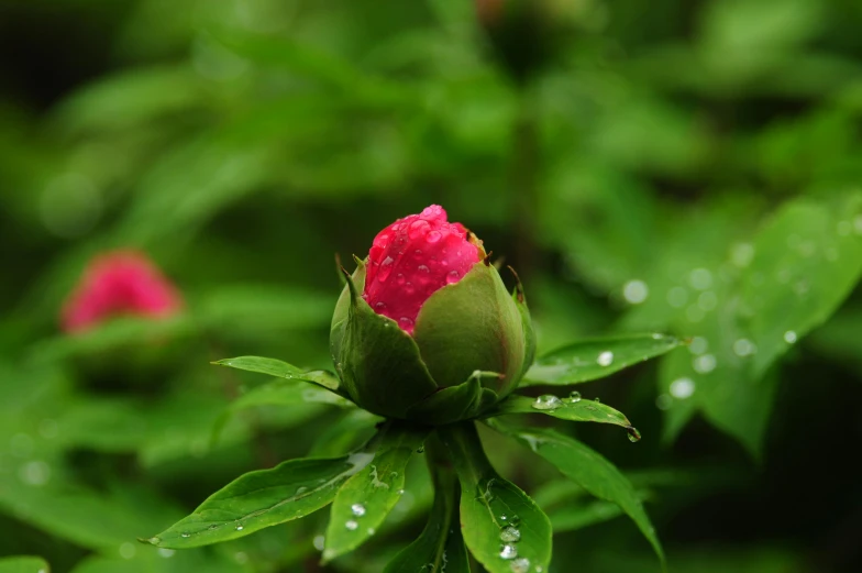 a close up of a flower bud on a plant, inspired by Hirosada II, unsplash, hurufiyya, rainy wet, peony flowers, green and red, ground - level medium shot