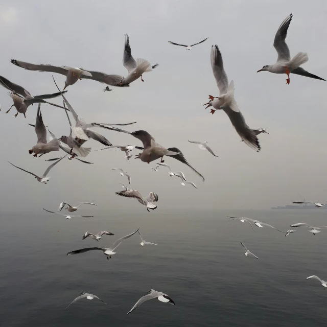 a flock of seagulls flying over a body of water, by Matija Jama, pexels contest winner, surrealism, gray fog, ready to eat, annie liebowitz, turkey