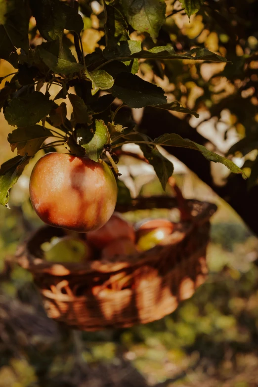 a basket of apples hanging from a tree, by Niko Henrichon, pexels, renaissance, warm light, with a soft, 4l