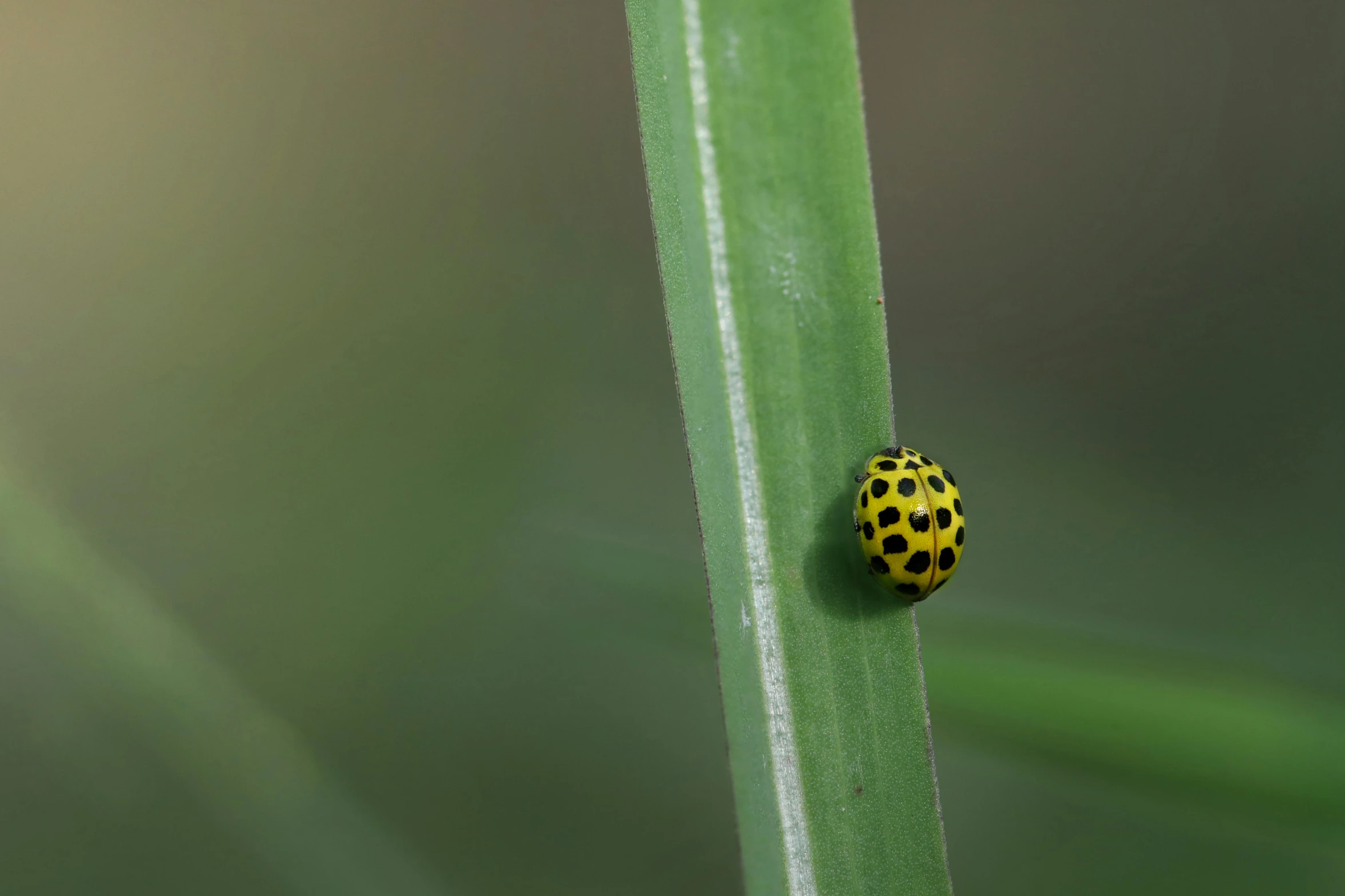 a lady bug sitting on top of a green leaf, unsplash, black and yellow, green pupills, very long shot, avatar image