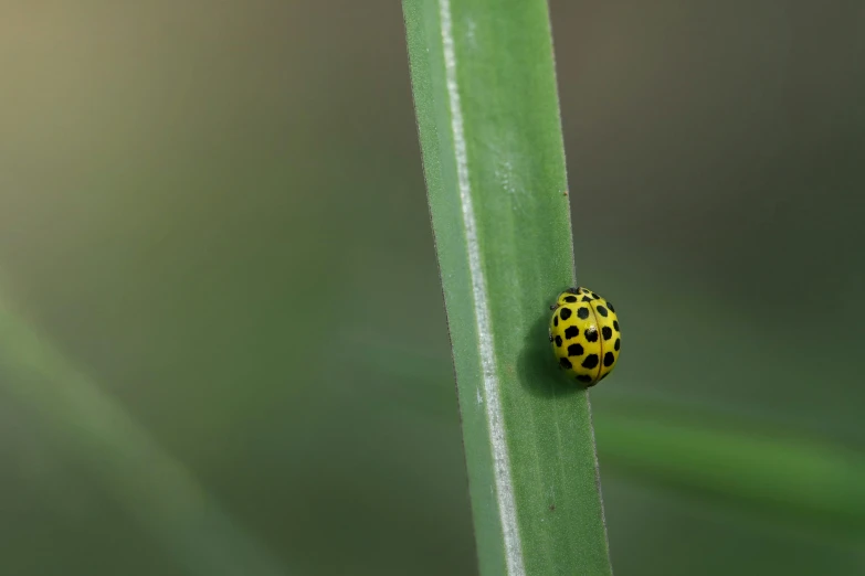 a lady bug sitting on top of a green leaf, unsplash, black and yellow, green pupills, very long shot, avatar image