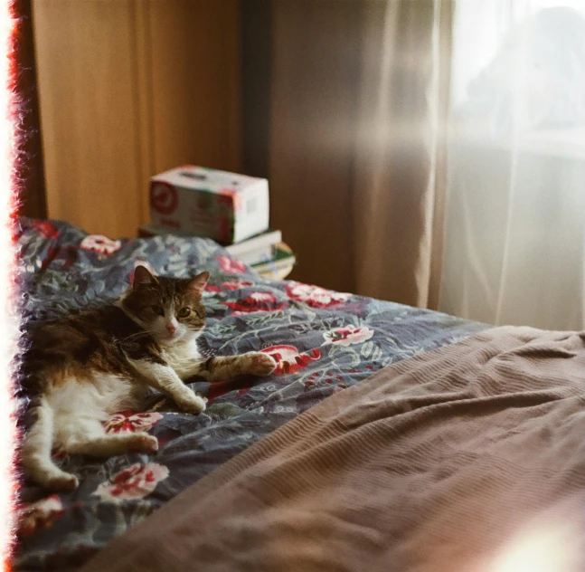 the cat is laying on the bed near the window