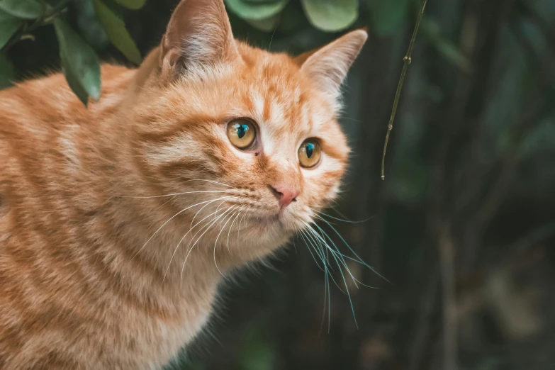 a close up of a cat near a bush, ginger hair and fur, unsplash photo contest winner, looking to his side, gif