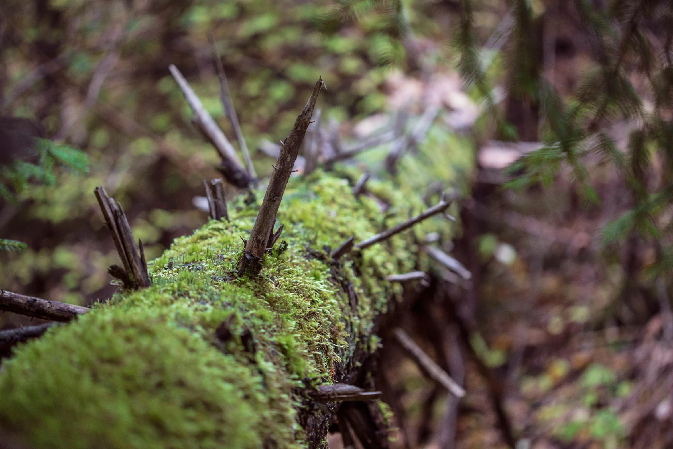 a moss covered log sitting in the middle of a forest, unsplash, land art, long metal spikes, zoomed in, shot on sony a 7, nothofagus