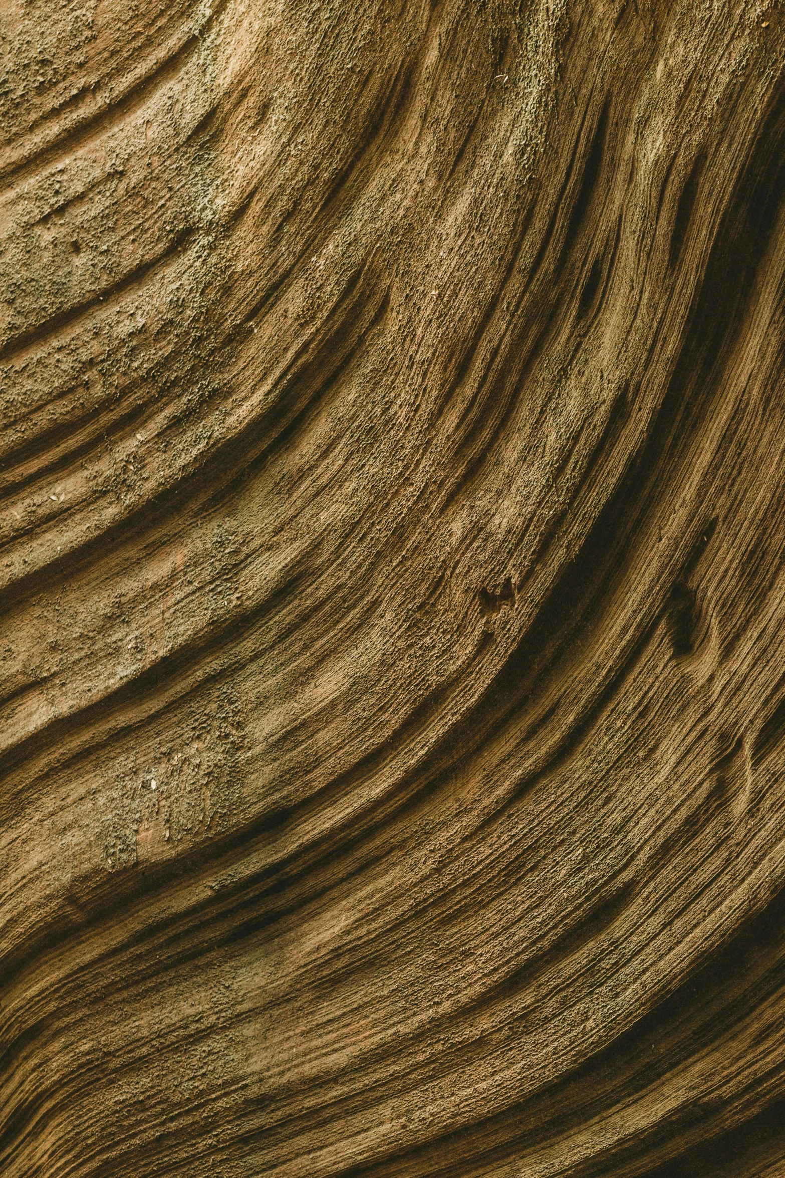 a close up of a piece of wood, a digital rendering, pexels contest winner, renaissance, brownish fossil, curved trees, olive, dark natural glow