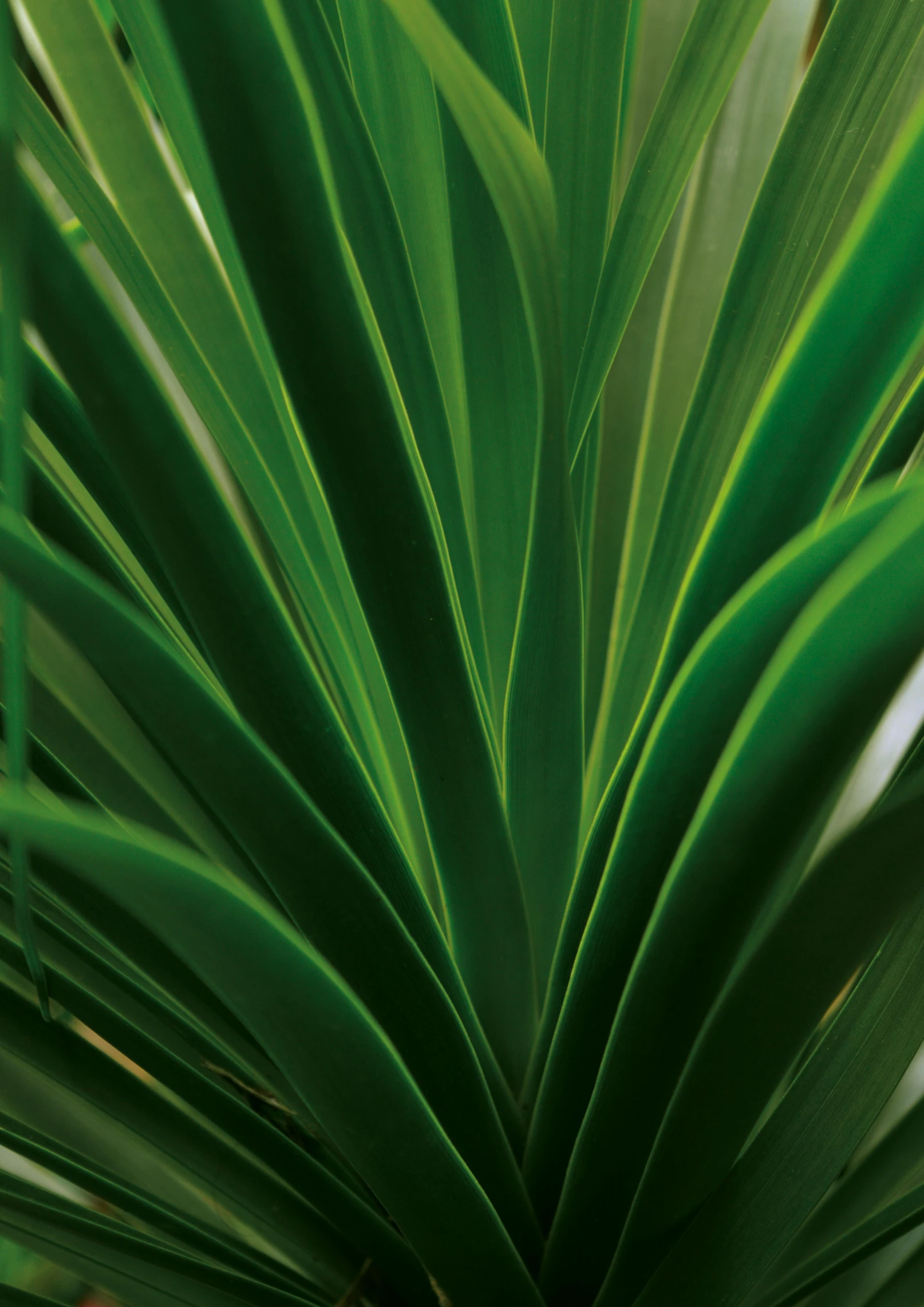 a close up of a plant with green leaves, palm pattern visible, award - winning, aurora green, multi-part