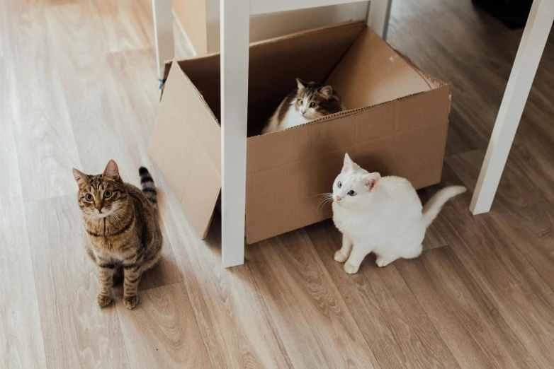 a couple of cats that are sitting in a box, unsplash, three animals, sitting on the floor, browns and whites, robotic cat