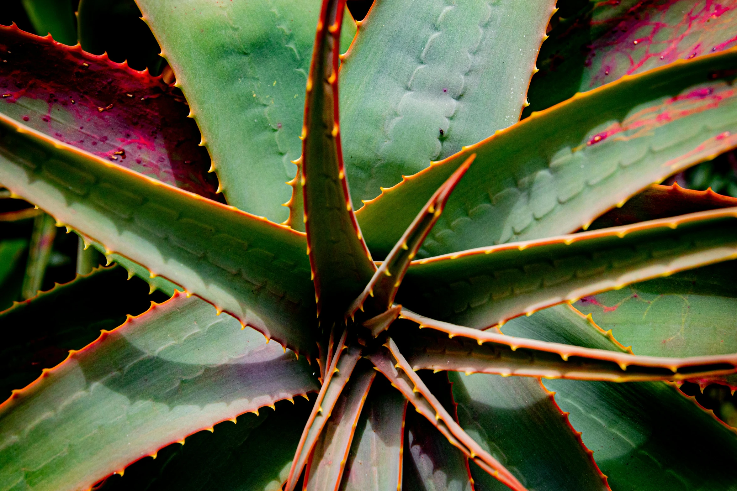 a close up of a plant with red and green leaves, a photo, rows of razor sharp teeth, avatar image, square, huge spines