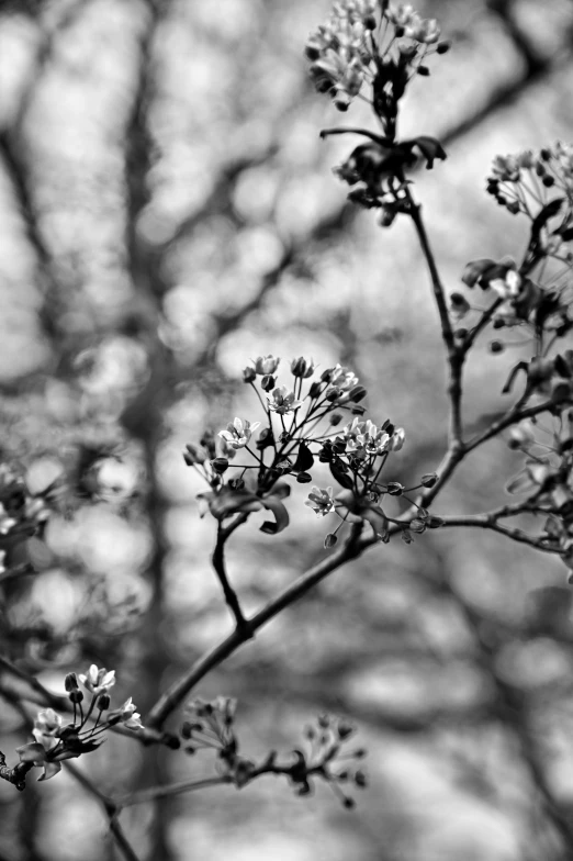 a black and white photo of a tree, a black and white photo, by Ai-Mitsu, gold flaked flowers, spring evening, soft light - n 9, :: morning