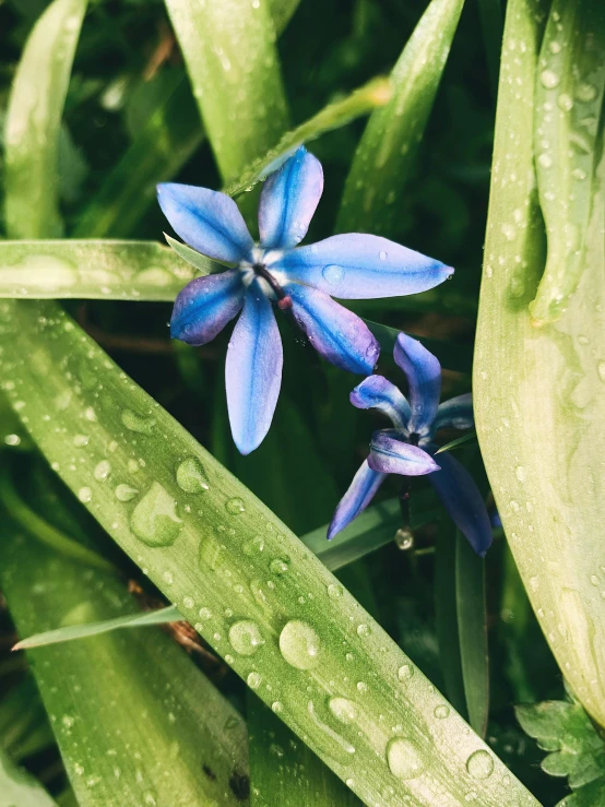a blue flower sitting on top of a lush green field, on a rainy day, instagram post, hyacinth, multiple stories