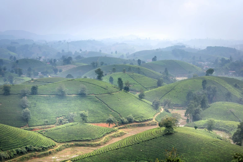 an image of the countryside in tea fields