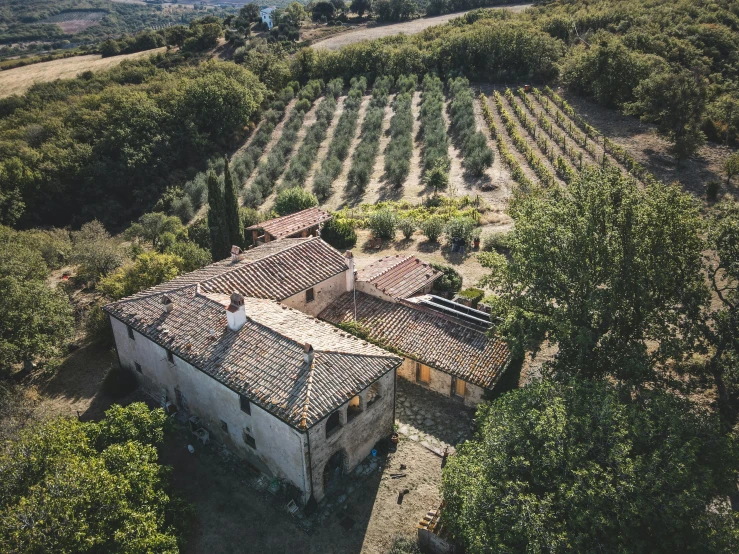 an old farm house surrounded by a line of olive trees