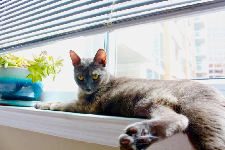 a cat laying on a window sill next to a potted plant, a portrait, by Washington Allston, unsplash, arabesque, an olive skinned, grey, sunny bay window, cat with a pearl earring