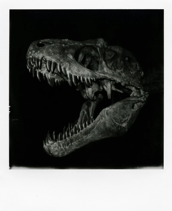 a black and white photo of a dinosaur skull, a polaroid photo, inspired by Adam Rex, unsplash, a steampunk tyrannosaurus, large mouth with teeth, takashi takeuchi, scanned