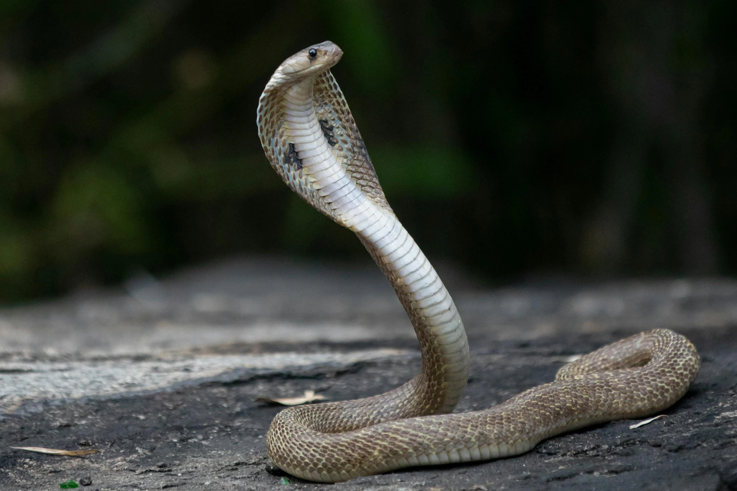 a close up of a snake on a rock, trending on pexels, cobra, malaysian, frontal pose, snake van, white