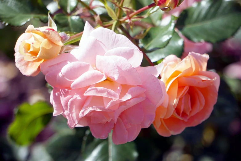 there are two pink and yellow flowers that are blooming