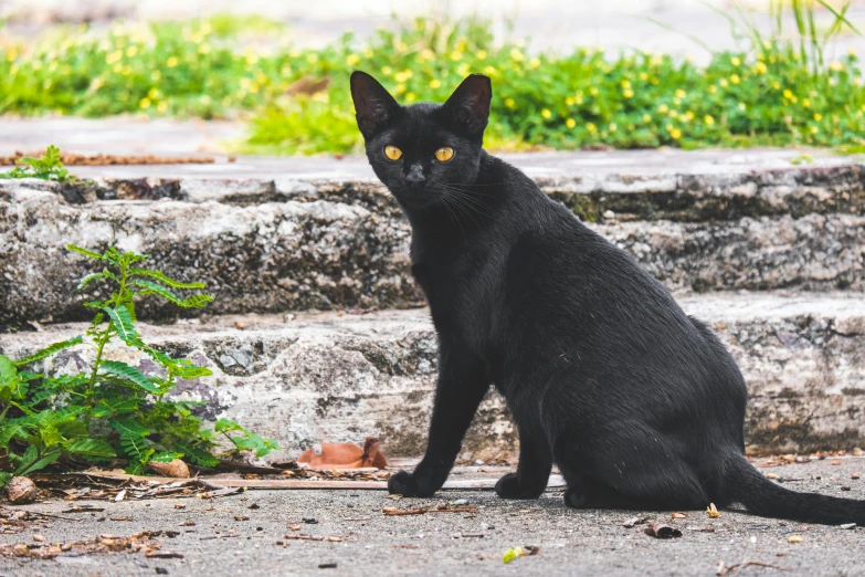 a black cat is sitting on some steps, by Julia Pishtar, pexels contest winner, on the concrete ground, patiphan sottiwilai, emerald yellow eyes, posing for a picture