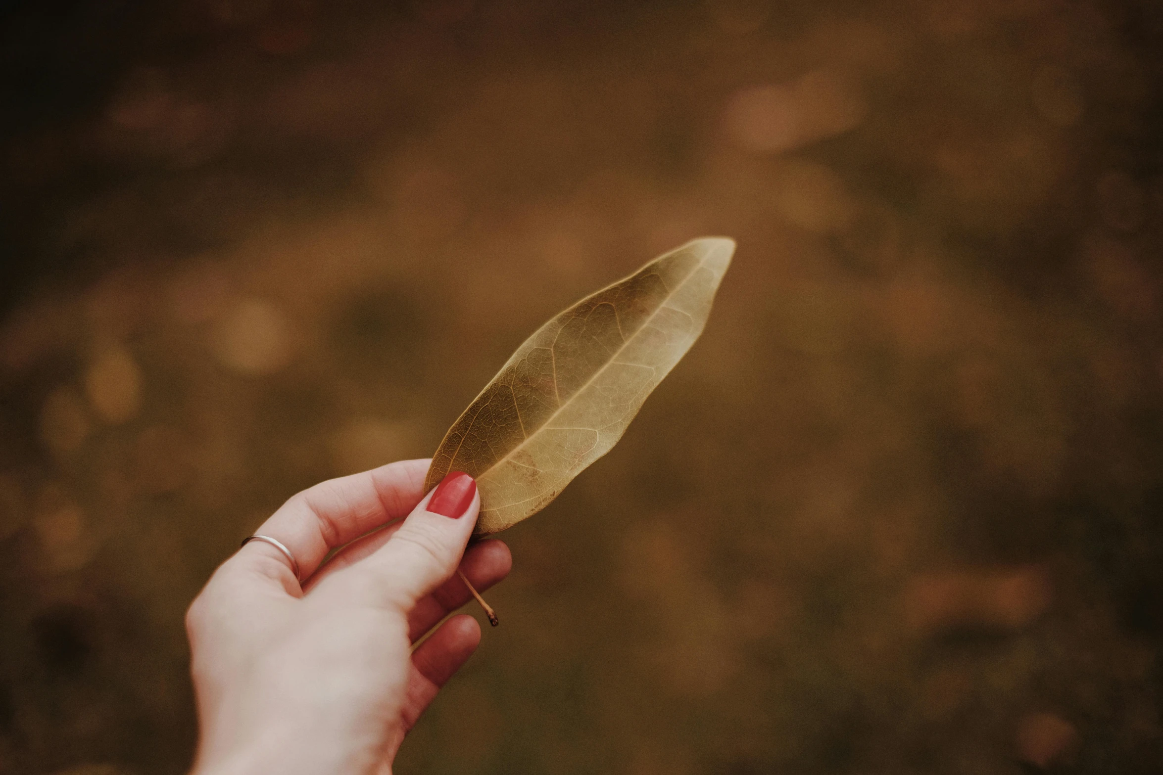 a person holding a leaf in their hand, by Emma Andijewska, trending on pexels, hurufiyya, golden colour, a folding knife, retro stylised, eucalyptus