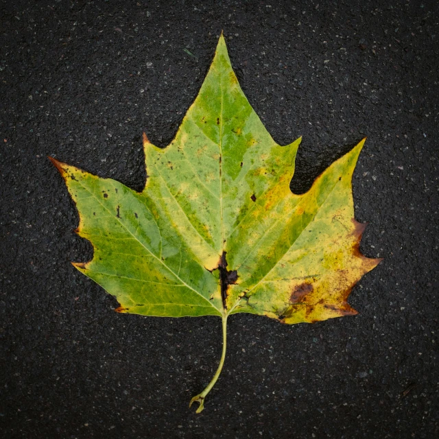 a close up of a leaf on a black surface, a picture, trending on pexels, square, yellow and green, maple tree, high-angle