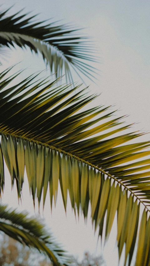 a bird sitting on top of a palm tree, an album cover, by Carey Morris, pexels, skin detail, sunfaded, -, large leaves