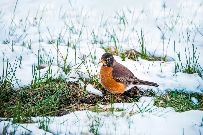 a bird that is sitting in the snow, gardening, avatar image, commercial photo