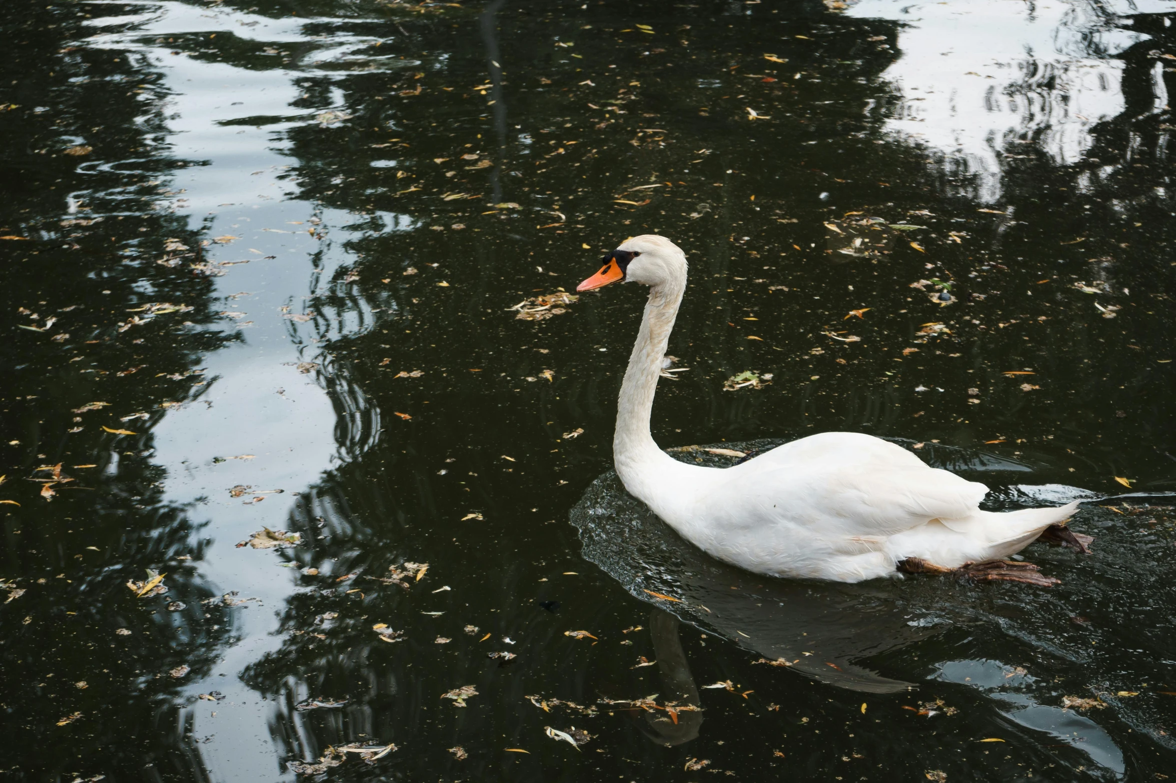 a white swan floating on top of a body of water, unsplash, hurufiyya, sewage, in a city park, 🦩🪐🐞👩🏻🦳, sydney park